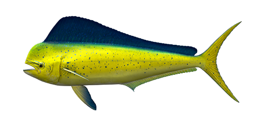 Mahi Mahi