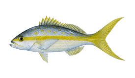 snapper yellowtail
