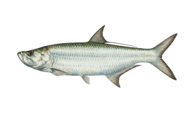 tarpon