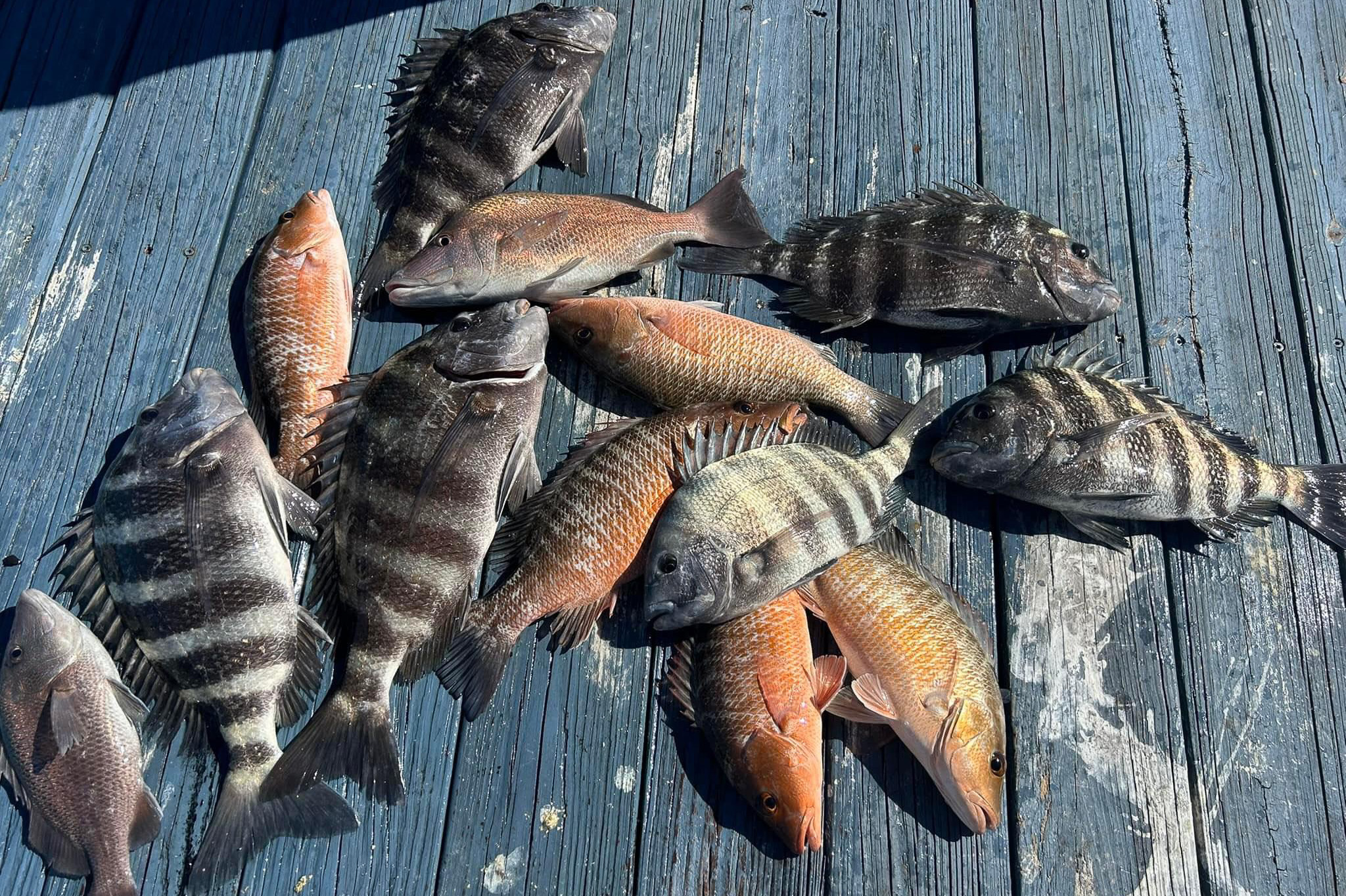 Gallery 57 IMG 3142 1