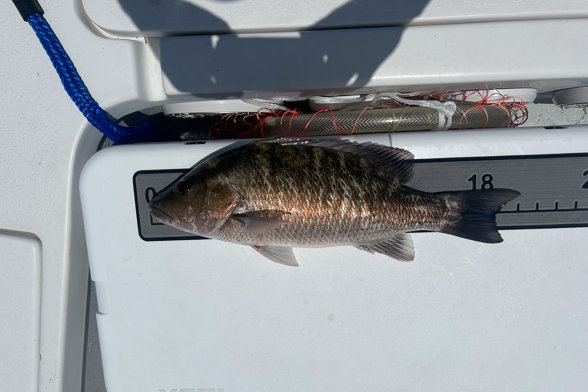 Gallery 80 IMG 5999 1