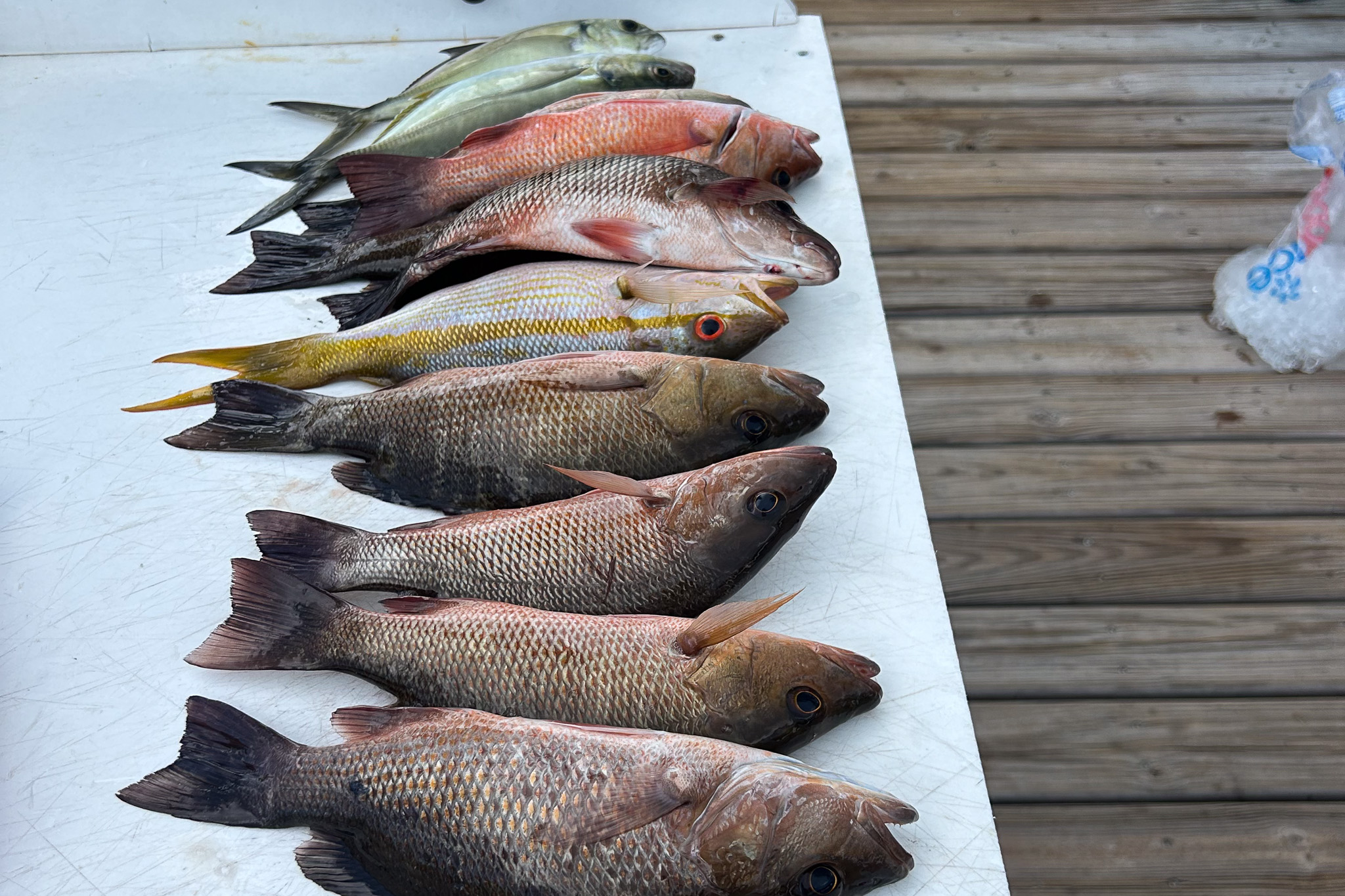 Gallery 70 IMG 6378 3 1