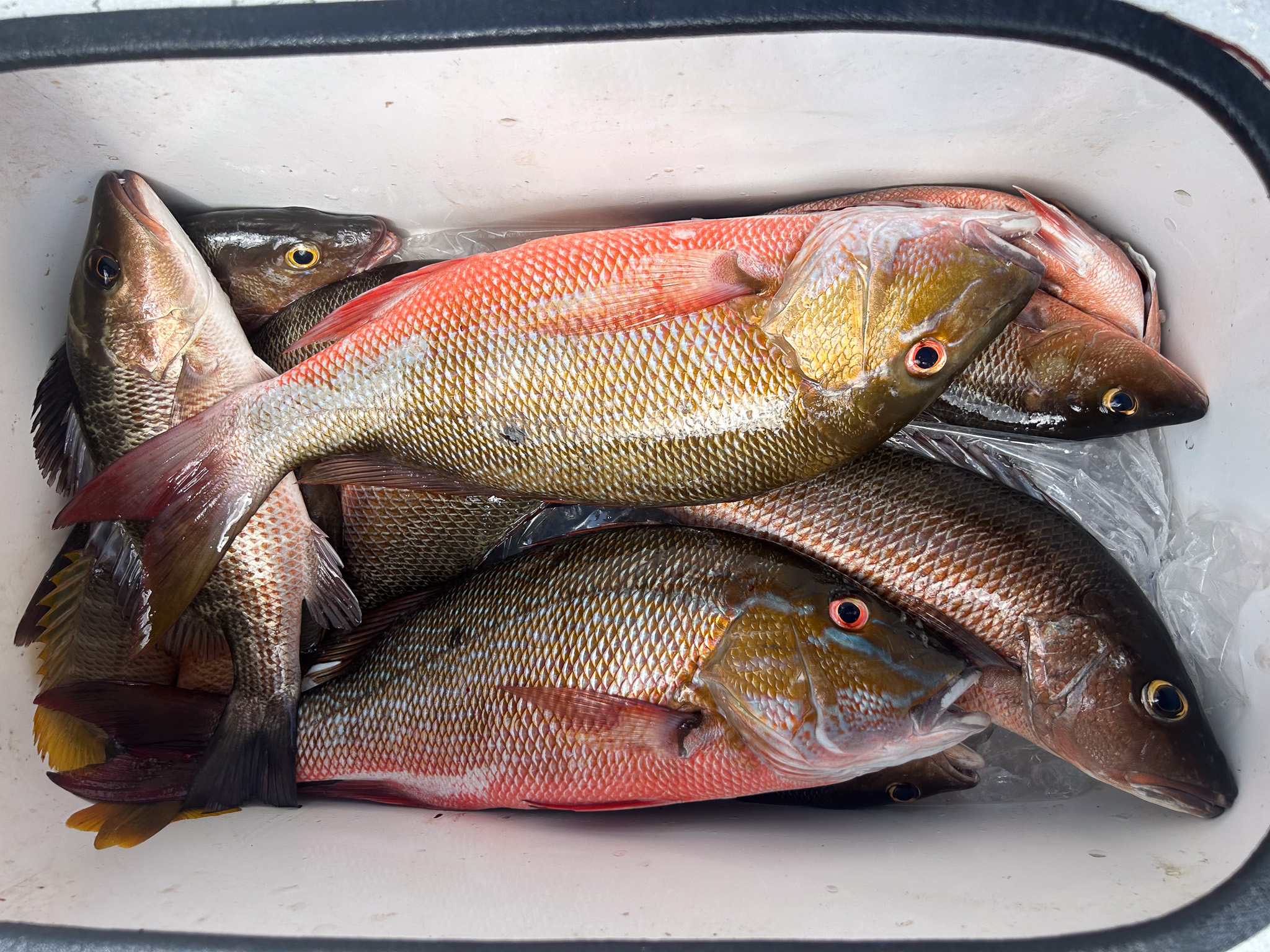 Gallery 61 IMG 6471 4 1