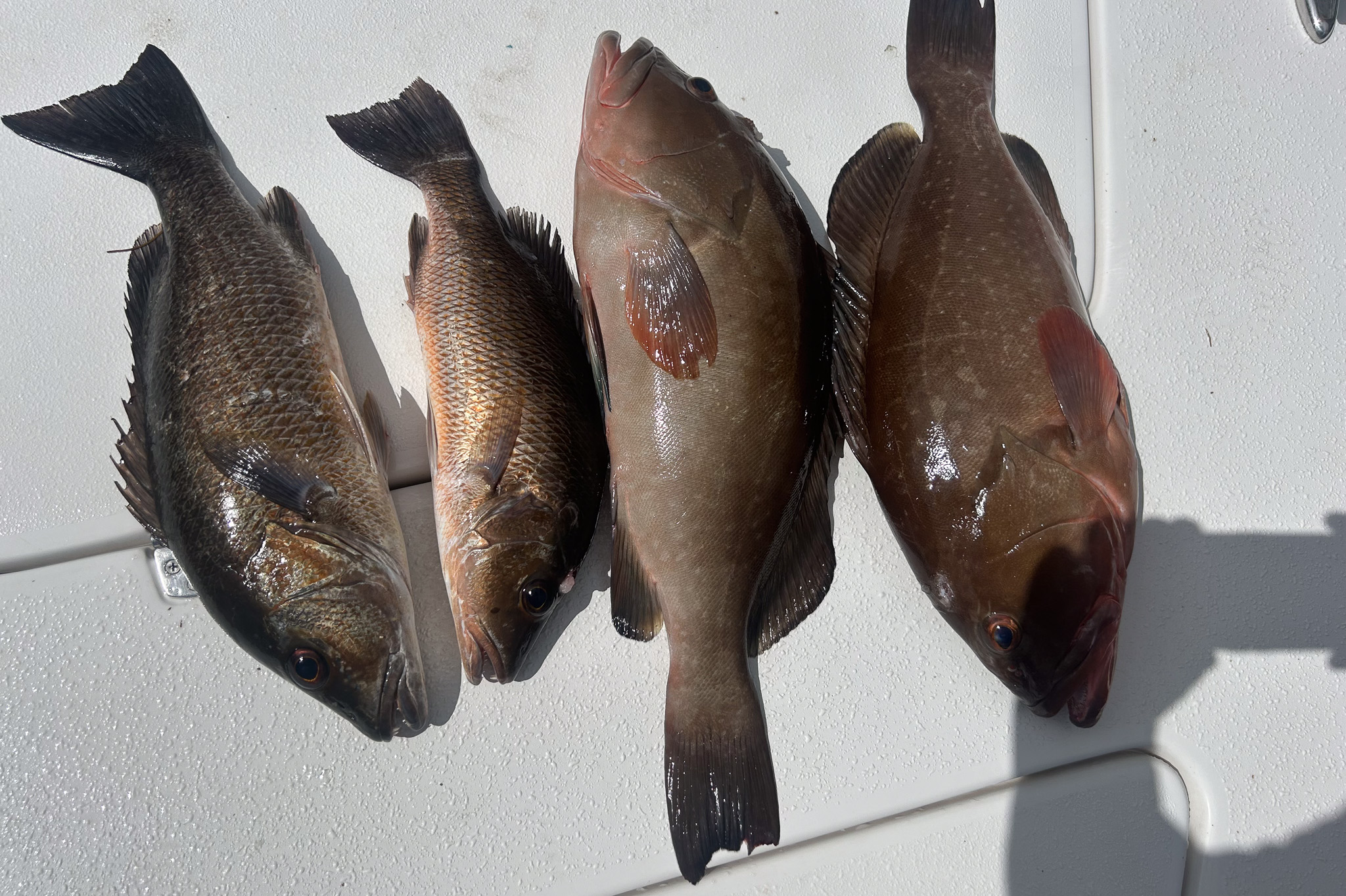 Gallery 74 IMG 6591 1